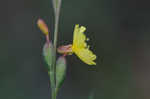 Threadleaf evening primrose